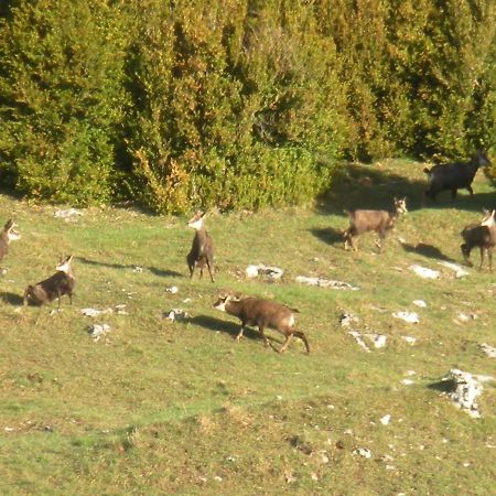 Hotel Du Col De La Machine Saint-Jean-en-Royans Dış mekan fotoğraf